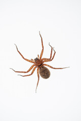 Huntsman Spider