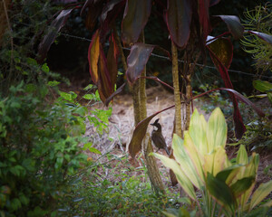 Eastern whipbird 