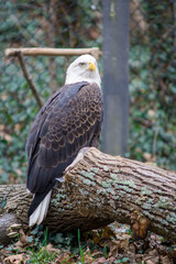 american bald eagle
