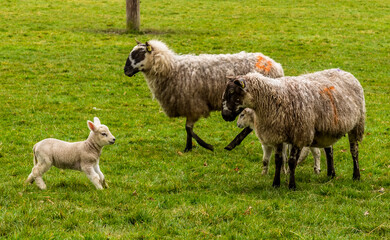 Naklejka na ściany i meble A lamb rushes back to her mother in a field near Market Harborough, UK