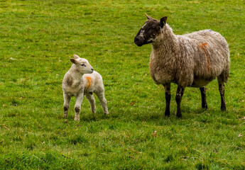 Obraz premium A lamb looks to his mother in a field near Market Harborough, UK