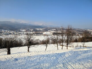 snow covered trees