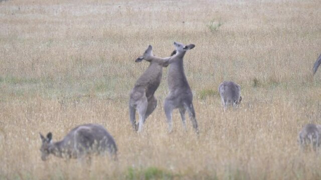 two male eastern grey kangaroo fight at kosciuszko national park of nsw, australia