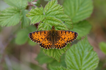 A Small Pearl-bordered Fritillary resting on Bramble leaves.