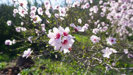 Peach blossoms on a tree isolated, in Vilaflor, Tenerife, Canary Islands, Spain.  White and pink spring flowers on a garden background. 