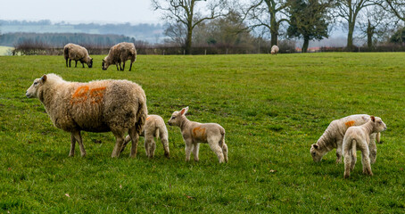 Obraz na płótnie Canvas A ewe leads reluctant lambs across a field near Market Harborough, UK