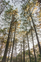 Bosque de Mexiquillo 