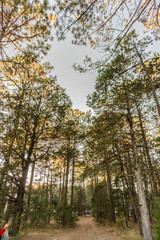 Bosque de Mexiquillo 