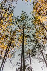 Bosque de Mexiquillo 