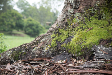 moss on tree