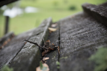 Green landscapes, Sunshine Coast Hinterland, Queensland, Australia