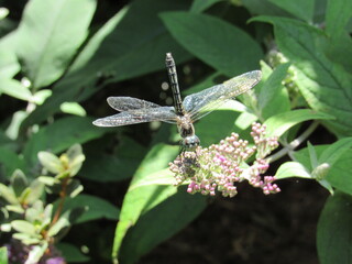 A female, or immature male, blue dasher dragonfly (Pachydiplax longipennis) resting outside in the sun 