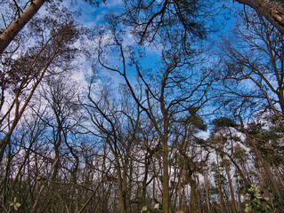 Kahle, verzerrte Bäume im Winter im Wald mit blauem Himmel und weißen Wolken im Hintergrund. Froschperspektive.