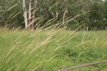 Grass Flowers