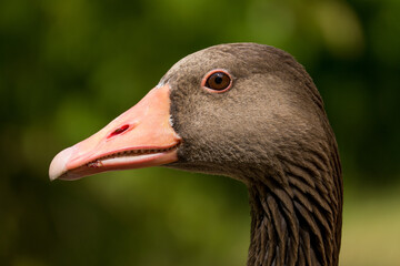 Eine Gans im Sommer an einem See. 