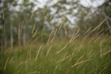 Grass Flowers