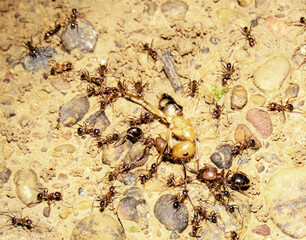 group of ants