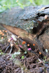 Mycena Mushroom - Fungi