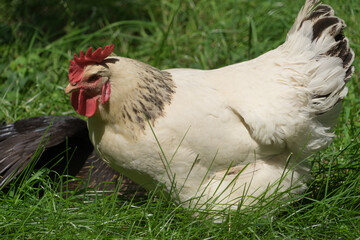 Domestic white chicken hen in the green grass