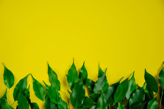 Yellow Summer Background With Green Leaves And Branches