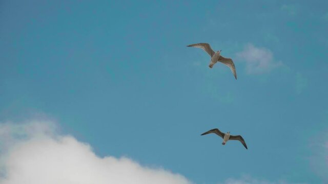 M&ouml;wen die am Himmel in Slowmotion fliegen. 