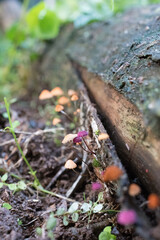 Mycena Mushroom - Fungi