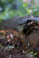 Mycena Mushroom - Fungi