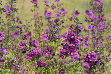Wild common mallow blossom marginally on the grain field