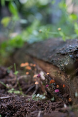 Mycena Mushroom - Fungi