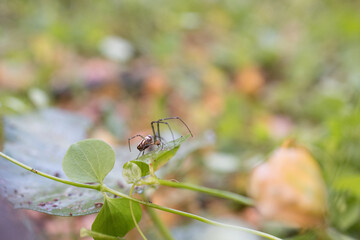 Long-Jawed orb weaver spider
