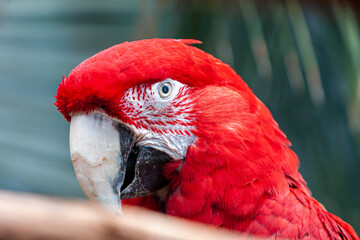 close up of a red parrot