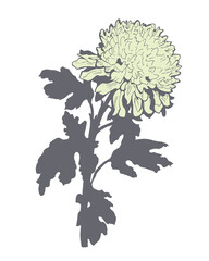 Freehand colored sketch of Chrysanthemum flower, stem and leaves isolated on white.. Vector monochrome freehand sketch. Design element for created hand drawn greeting card, poster, package.