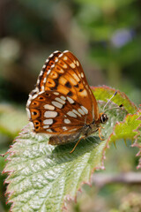 A Duke of Burgundy Butterfly resting on a Bramble leaf.