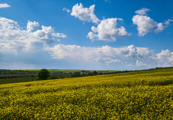Obraz premium Spring rapeseed yellow blooming fields view, blue sky with clouds in sunlight. Natural seasonal, good weather, climate, eco, farming, countryside beauty concept.