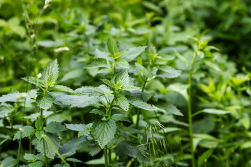 Lamium album, white nettle or white dead-nettle do not sting in meadow or in forest. Growing wild herbal medicinal plant