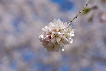 一枝の桜