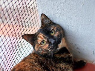 An adorable Tortoiseshell cat looking at the camera on background of a g