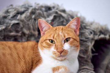 A selective focus of an orange and white cat lying on a cloth and having a rest