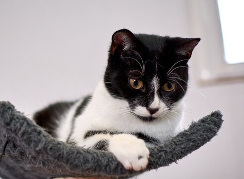 A fluffy bicolor cat on the cat tower looking down