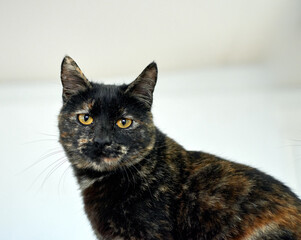A closeup shot of looki tortoiseshell cat against white background