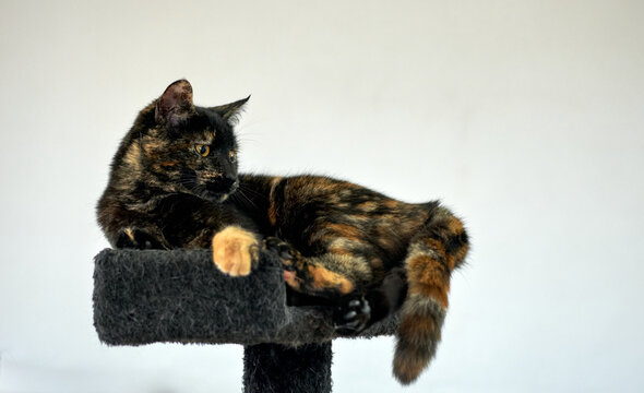 A graceful tortoiseshell cat relaxing on a cat tree