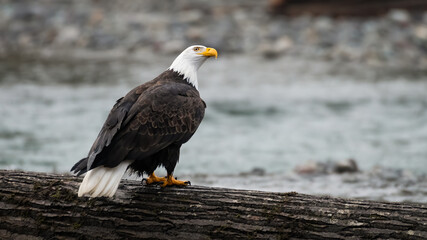 Fototapeta premium Adult bald eagle on alert standing on a fallen tree on the edge of the Nooksack River during winter in Western Washington State