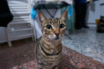 Obraz premium Curious staring European shorthair cat sitting on the floor