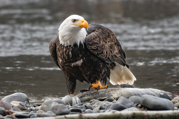 Mature bald eagle standing on a chum salmon on the rocky edge of the Nooksack River in Western Washington State