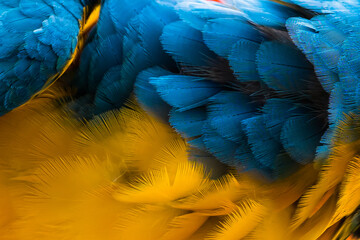 Obraz premium macro photo of feathers on a blue and yellow macaw