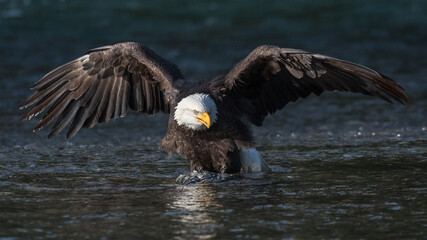 A mature bald eagle standing with wings spread on a chum salmon in the Nooksack River in Washington State while seeking winter nourishment
