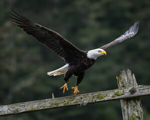 Adult bald eagles lifts off from an old and disused wooden telephone pole in the Skagit Valley in Western Washington State