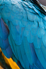 macro photo of feathers on a blue and yellow macaw