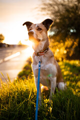 Mixed breed dog sitting at sunset