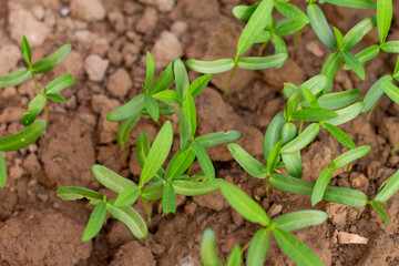 sunn hemp tree are growing in the field